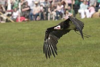 Birds of Prey Displays 373356 Image 2